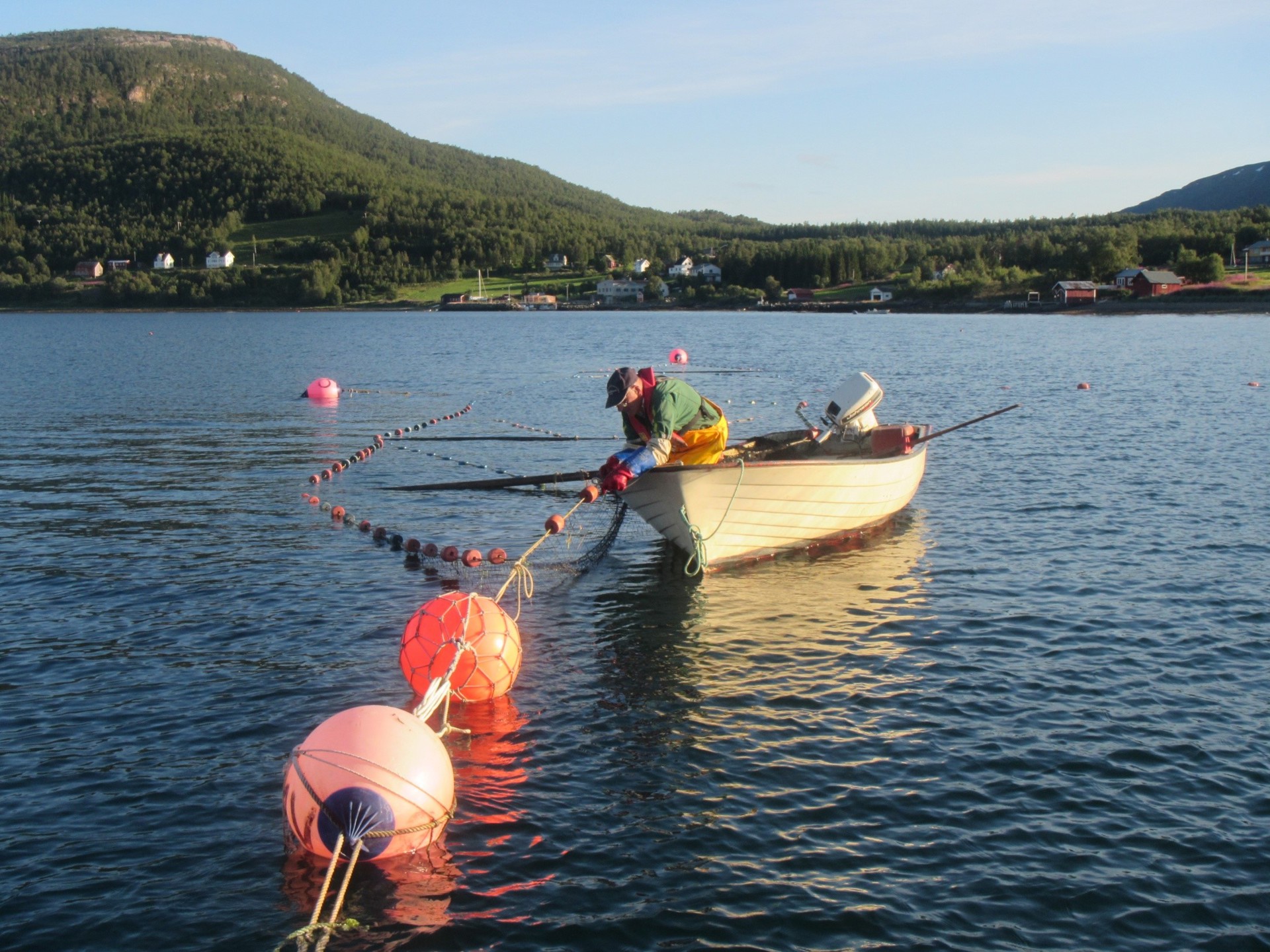 Er pukkellaksfeller den optimale løsningen?